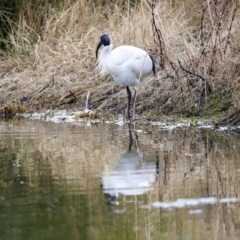 Threskiornis molucca (Australian White Ibis) at Gungahlin, ACT - 23 Jul 2020 by Alison Milton