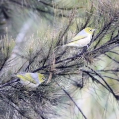 Zosterops lateralis (Silvereye) at Gungahlin, ACT - 23 Jul 2020 by AlisonMilton