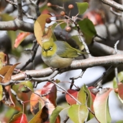 Zosterops lateralis at Gungahlin, ACT - 23 Jul 2020