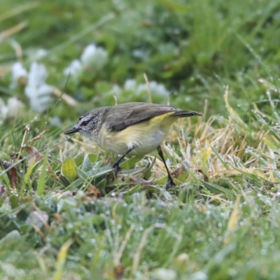 Acanthiza chrysorrhoa (Yellow-rumped Thornbill) at Gungahlin, ACT - 23 Jul 2020 by AlisonMilton