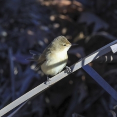 Acrocephalus australis (Australian Reed-Warbler) at Gungahlin, ACT - 23 Jul 2020 by AlisonMilton