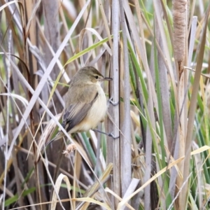 Acrocephalus australis at Gungahlin, ACT - 23 Jul 2020