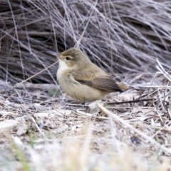 Acrocephalus australis at Gungahlin, ACT - 23 Jul 2020