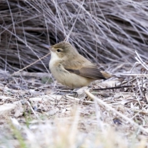 Acrocephalus australis at Gungahlin, ACT - 23 Jul 2020 01:16 PM