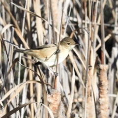 Acrocephalus australis at Gungahlin, ACT - 23 Jul 2020