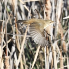 Acrocephalus australis at Gungahlin, ACT - 23 Jul 2020 01:16 PM