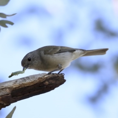 Pachycephala pectoralis (Golden Whistler) at Higgins, ACT - 23 Jul 2020 by AlisonMilton