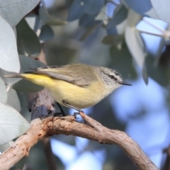 Acanthiza chrysorrhoa (Yellow-rumped Thornbill) at Higgins, ACT - 23 Jul 2020 by AlisonMilton