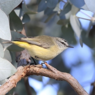 Acanthiza chrysorrhoa (Yellow-rumped Thornbill) at Higgins, ACT - 23 Jul 2020 by Alison Milton