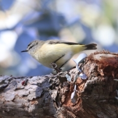 Acanthiza chrysorrhoa at Higgins, ACT - 23 Jul 2020