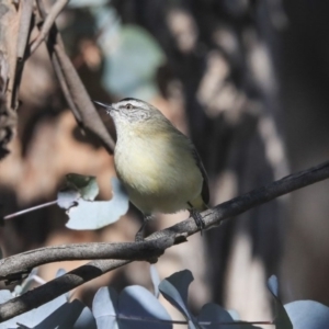 Acanthiza chrysorrhoa at Higgins, ACT - 23 Jul 2020