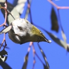 Zosterops lateralis (Silvereye) at Higgins, ACT - 23 Jul 2020 by AlisonMilton