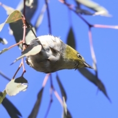 Zosterops lateralis at Higgins, ACT - 23 Jul 2020