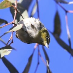 Zosterops lateralis at Higgins, ACT - 23 Jul 2020