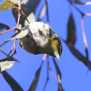 Zosterops lateralis at Higgins, ACT - 23 Jul 2020