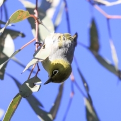 Zosterops lateralis at Higgins, ACT - 23 Jul 2020