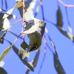 Zosterops lateralis at Higgins, ACT - 23 Jul 2020