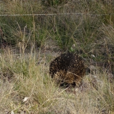 Tachyglossus aculeatus (Short-beaked Echidna) at Cooleman Ridge - 21 Jul 2020 by Mike