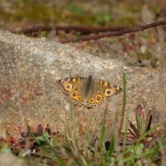 Junonia villida (Meadow Argus) at Cooleman Ridge - 21 Jul 2020 by Mike