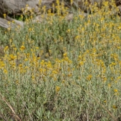 Chrysocephalum apiculatum (Common Everlasting) at Cooleman Ridge - 21 Jul 2020 by Mike