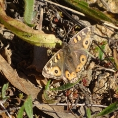 Junonia villida (Meadow Argus) at Stromlo, ACT - 21 Jul 2020 by Mike