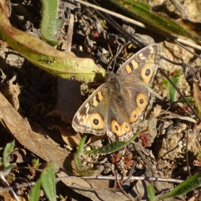 Junonia villida (Meadow Argus) at Stromlo, ACT - 21 Jul 2020 by Mike