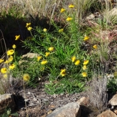 Xerochrysum viscosum (Sticky Everlasting) at Cooleman Ridge - 21 Jul 2020 by Mike