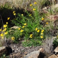 Xerochrysum viscosum (Sticky Everlasting) at Stromlo, ACT - 21 Jul 2020 by Mike