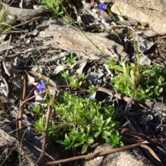 Wahlenbergia multicaulis (Tadgell's Bluebell) at Cooleman Ridge - 21 Jul 2020 by Mike