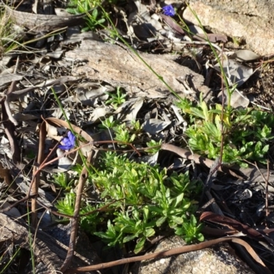 Wahlenbergia multicaulis (Tadgell's Bluebell) at Cooleman Ridge - 21 Jul 2020 by Mike