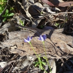 Wahlenbergia multicaulis at Stromlo, ACT - 21 Jul 2020