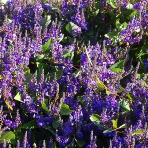 Hardenbergia violacea at Chapman, ACT - 21 Jul 2020