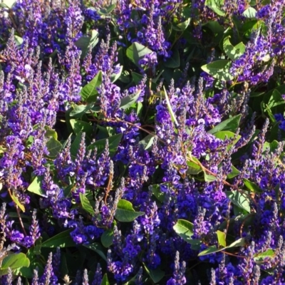 Hardenbergia violacea (False Sarsaparilla) at Cooleman Ridge - 21 Jul 2020 by Mike