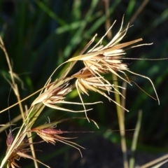 Themeda triandra (Kangaroo Grass) at Cooleman Ridge - 21 Jul 2020 by Mike