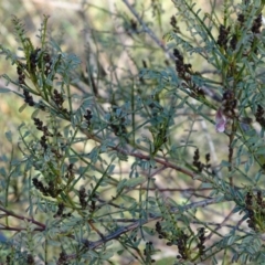 Indigofera adesmiifolia (Tick Indigo) at Cooleman Ridge - 21 Jul 2020 by Mike