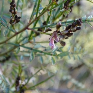 Indigofera adesmiifolia at Chapman, ACT - 21 Jul 2020 03:59 PM