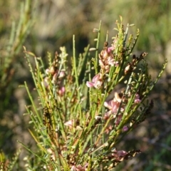 Indigofera adesmiifolia (Tick Indigo) at Cooleman Ridge - 21 Jul 2020 by Mike