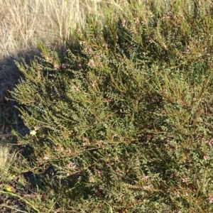 Indigofera adesmiifolia at Chapman, ACT - 21 Jul 2020