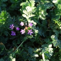 Erodium cicutarium (Common Storksbill, Common Crowfoot) at Cooleman Ridge - 21 Jul 2020 by Mike