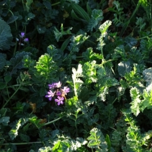 Erodium cicutarium at Chapman, ACT - 21 Jul 2020