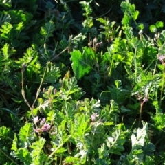 Erodium cicutarium at Chapman, ACT - 21 Jul 2020