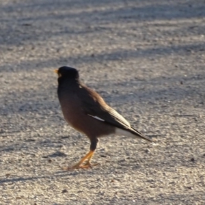 Acridotheres tristis at Chapman, ACT - 21 Jul 2020