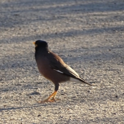 Acridotheres tristis (Common Myna) at Chapman, ACT - 21 Jul 2020 by Mike