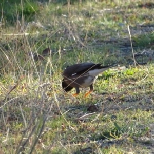 Acridotheres tristis at Chapman, ACT - 21 Jul 2020