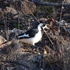 Grallina cyanoleuca (Magpie-lark) at Chapman, ACT - 21 Jul 2020 by Mike