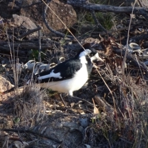 Grallina cyanoleuca at Chapman, ACT - 21 Jul 2020 04:08 PM