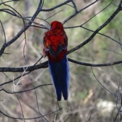 Platycercus elegans (Crimson Rosella) at O'Malley, ACT - 23 Jul 2020 by Mike