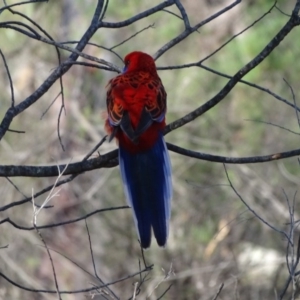 Platycercus elegans at O'Malley, ACT - 23 Jul 2020