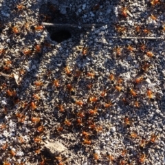 Camponotus consobrinus (Banded sugar ant) at Mount Mugga Mugga - 23 Jul 2020 by Mike