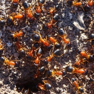 Camponotus consobrinus at Jerrabomberra, ACT - 23 Jul 2020 03:51 PM